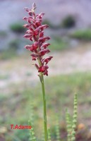 /album/wildflowers/omada-coriophora-o-coriophora-kallidromos-parnassos-jpg/